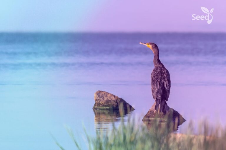 The serenity prayer